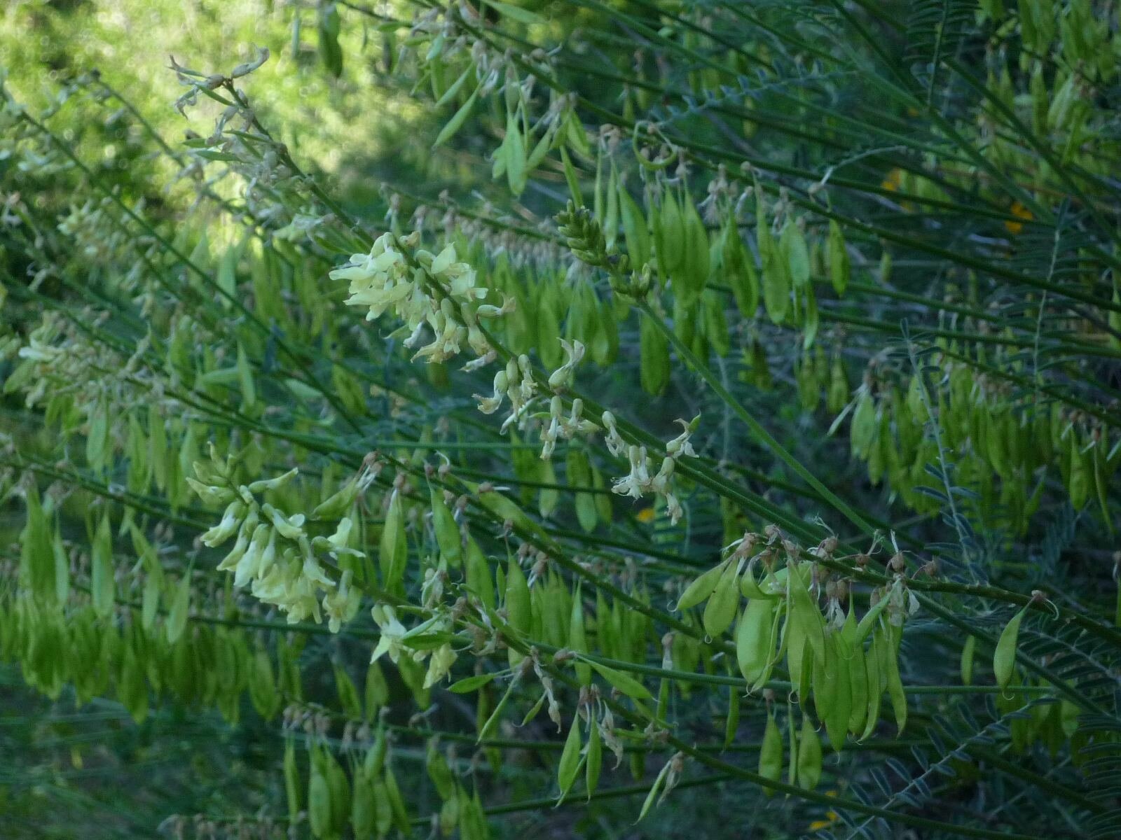 High Resolution Astragalus trichopodus Fruit